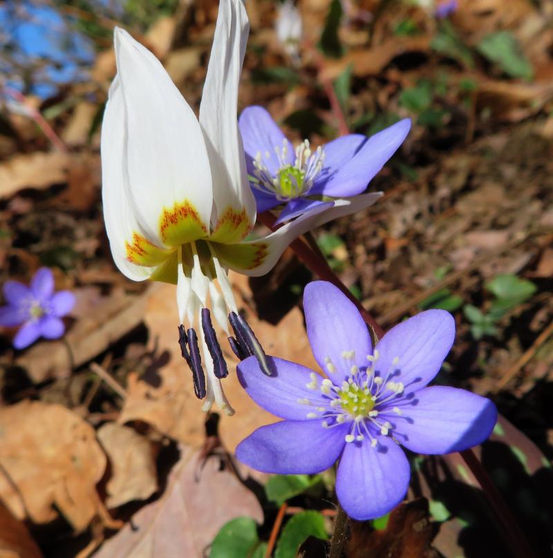 Triloba hepatica e dente di cane