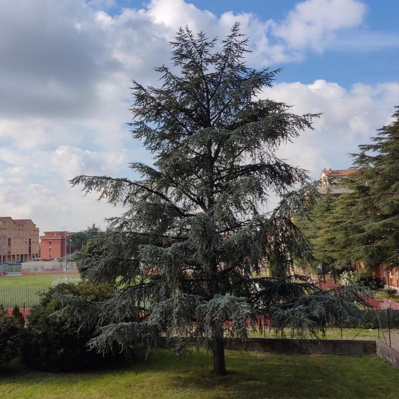 Fotosegnalazione di Ciampino