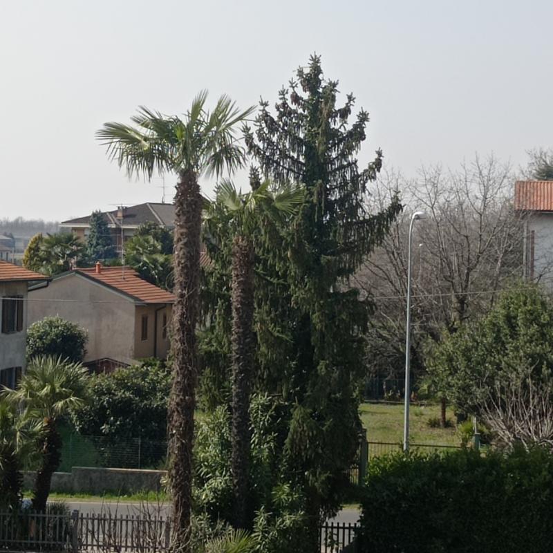 Lomazzo