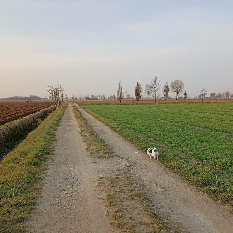 Fotosegnalazione di Travagliato