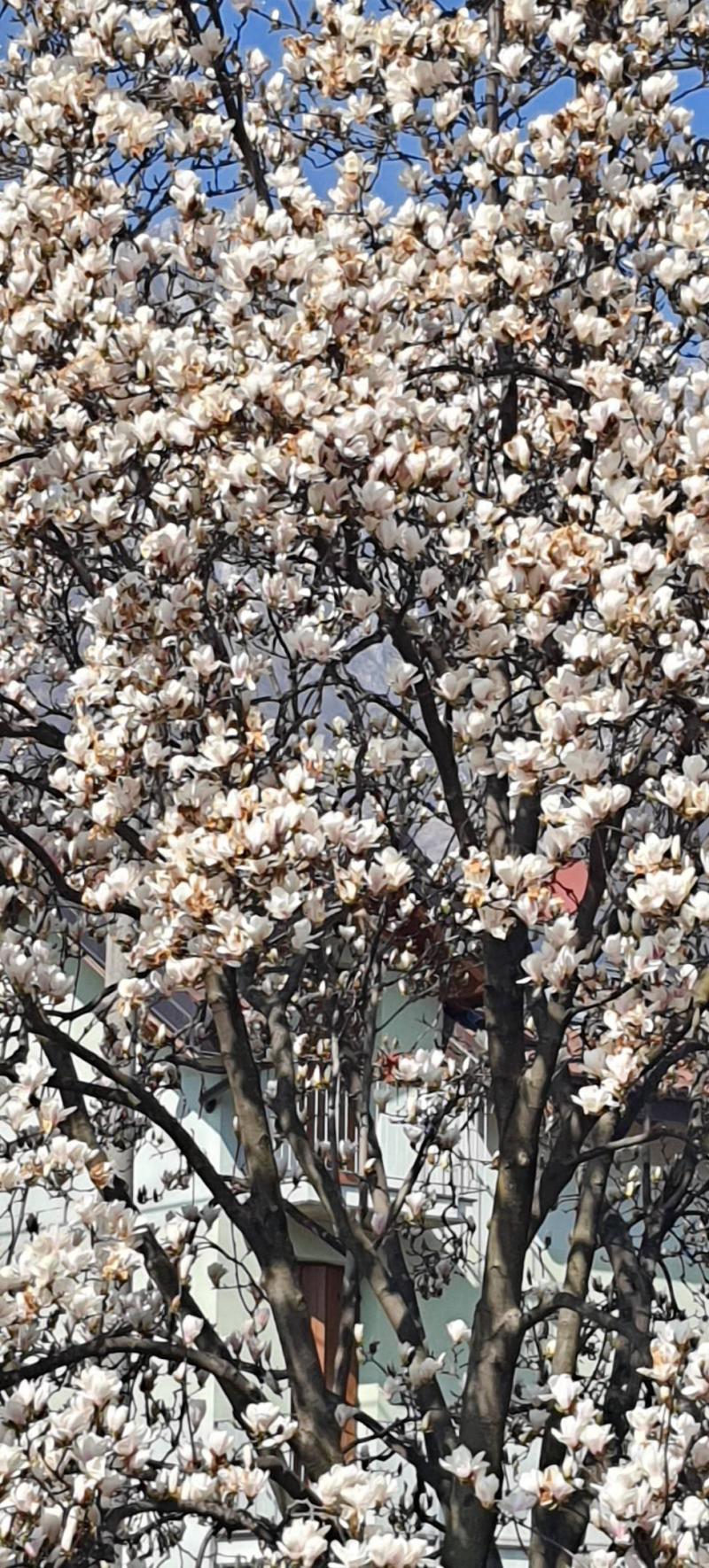 primavera esplosiva