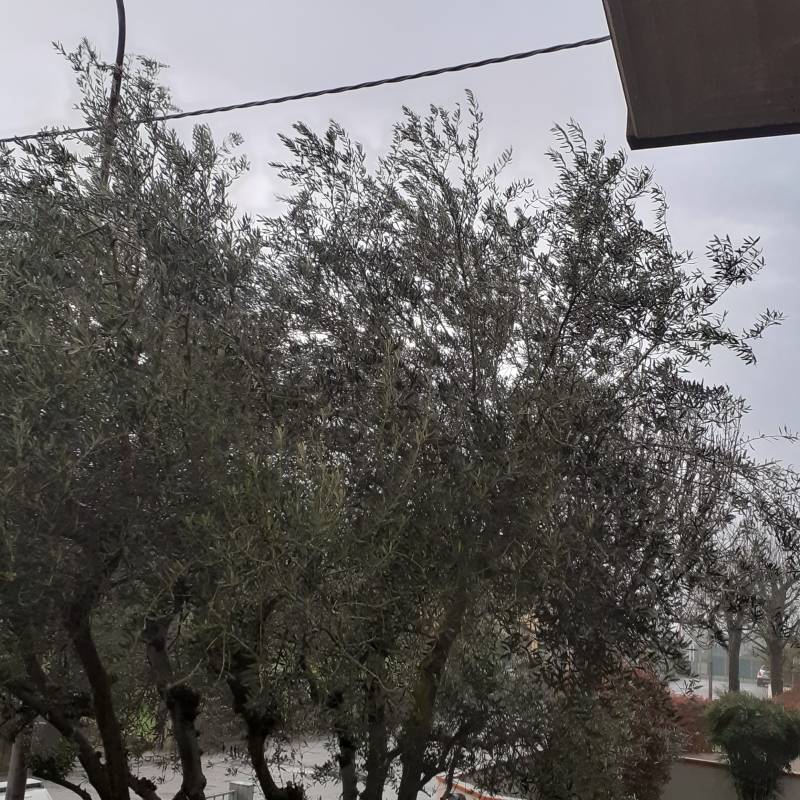 Fotosegnalazione di Mezzano ra