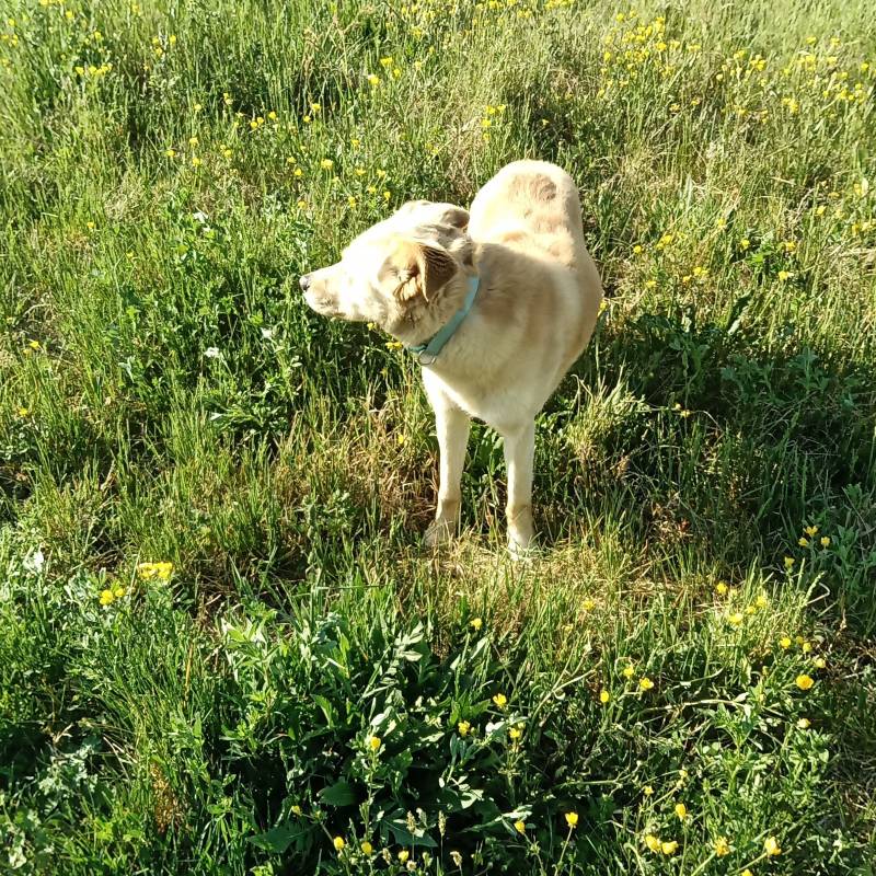 Fotosegnalazione di Angiari