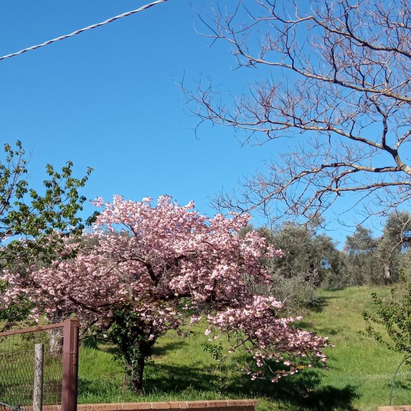 Fotosegnalazione di Palombara sabina