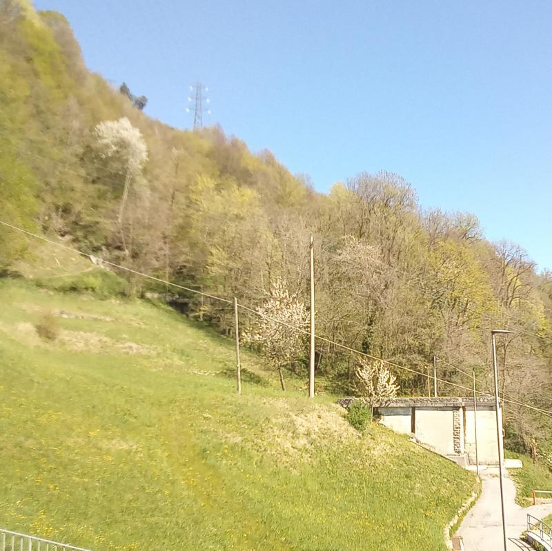 Gli alberi fioriti