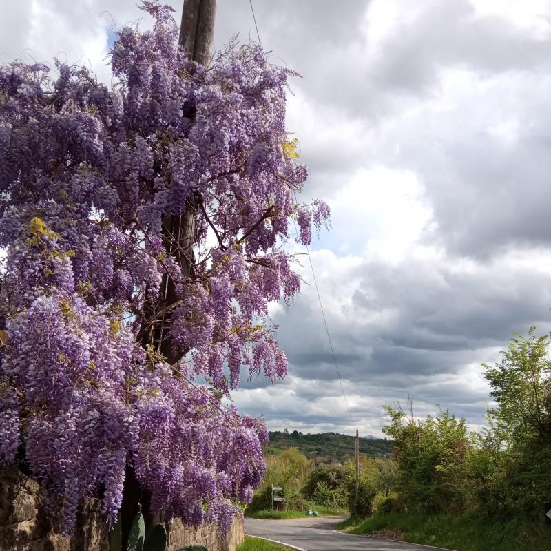 Fotosegnalazione di Palombara sabina