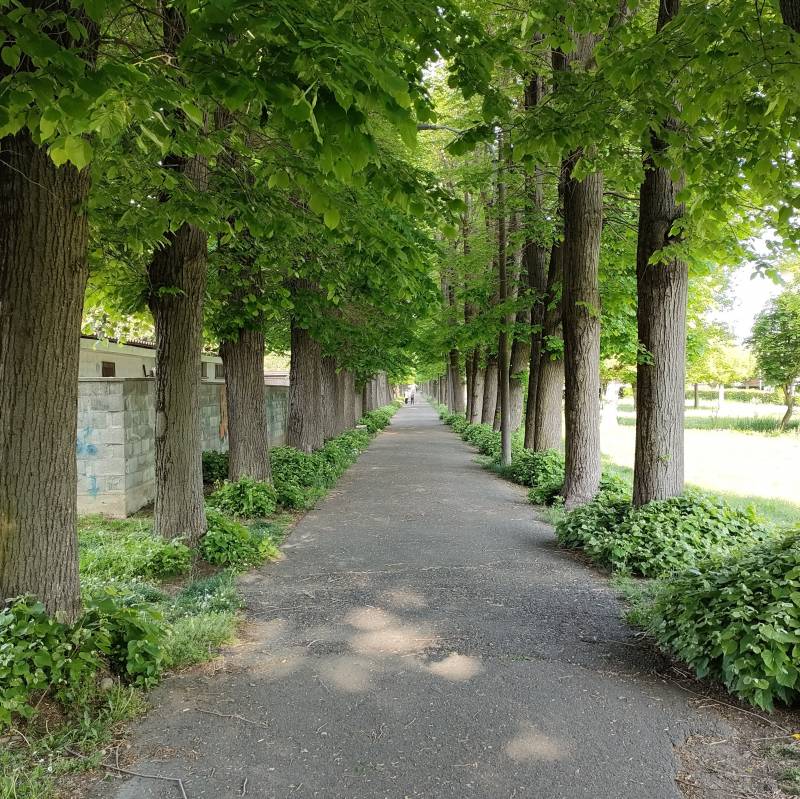 Fotosegnalazione di Crescentino