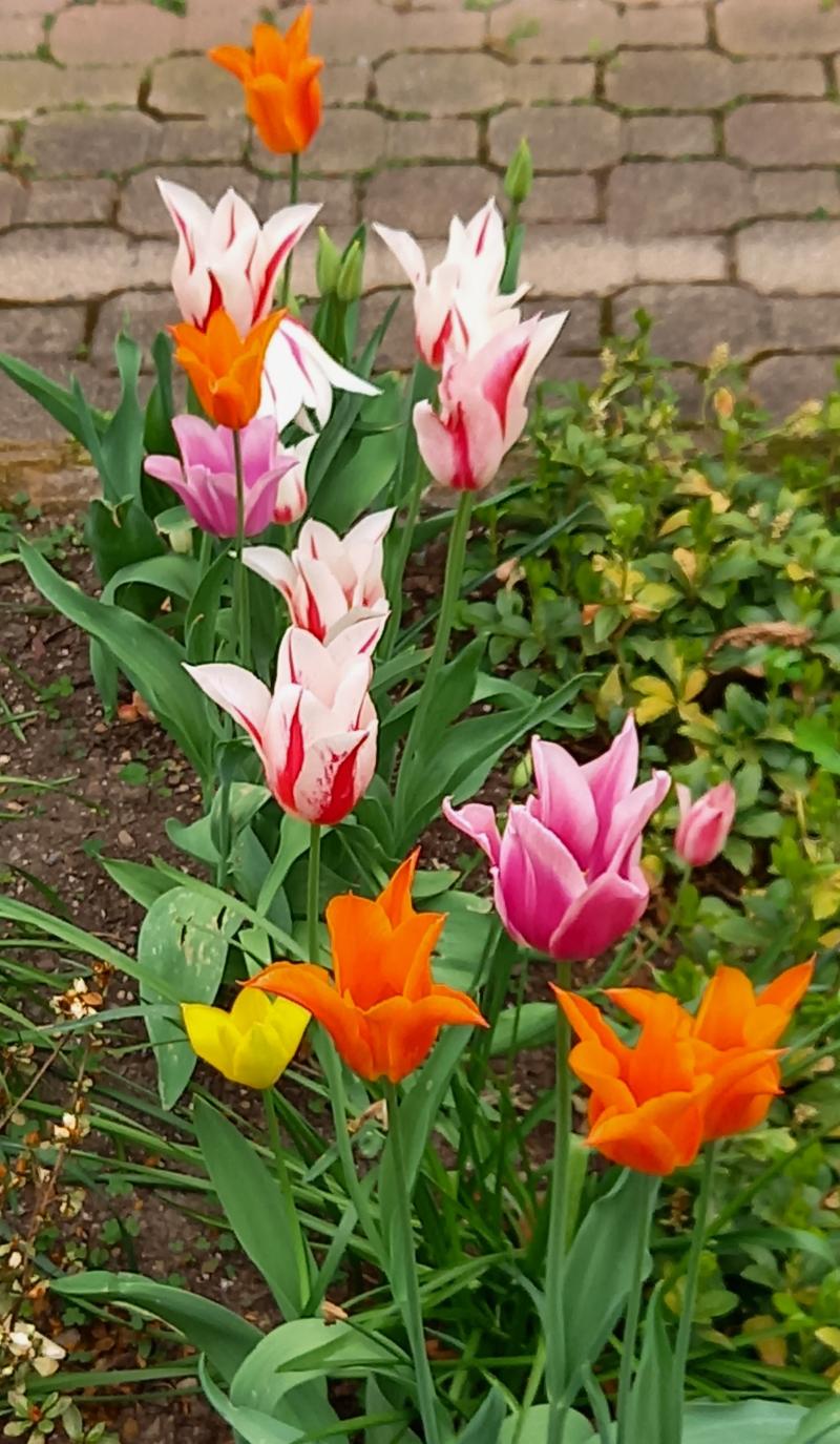 tempo di tulipani