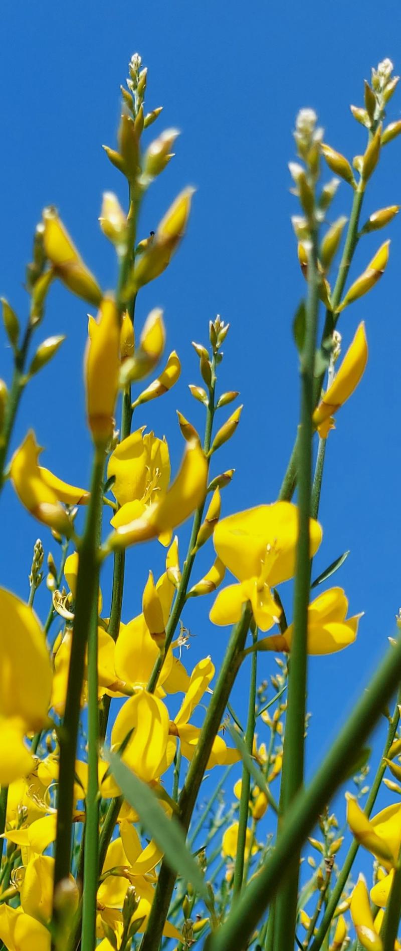 le ginestre