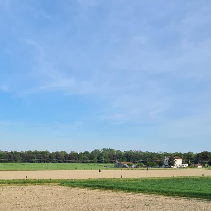 Fotosegnalazione di Mesola