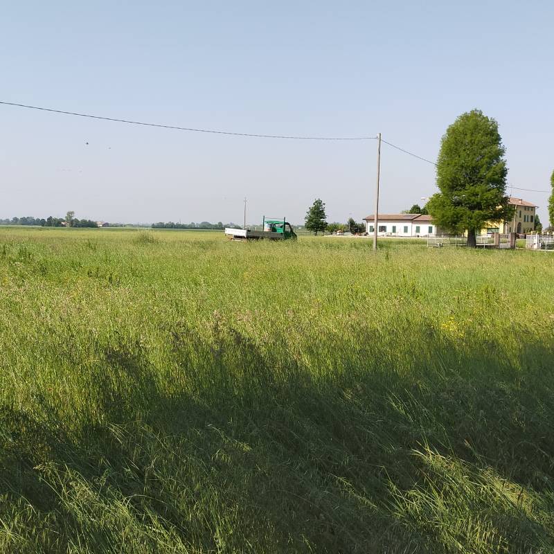 Dopo la pioggia il sole e cresce l erba