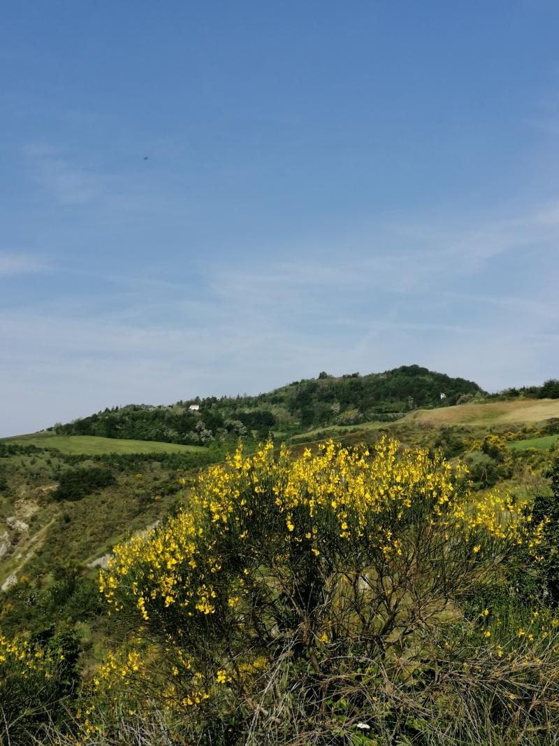 maggio il mese delle ginestre.