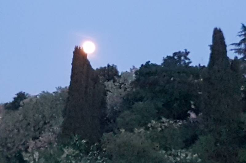 luna sulle cime dei cipressi