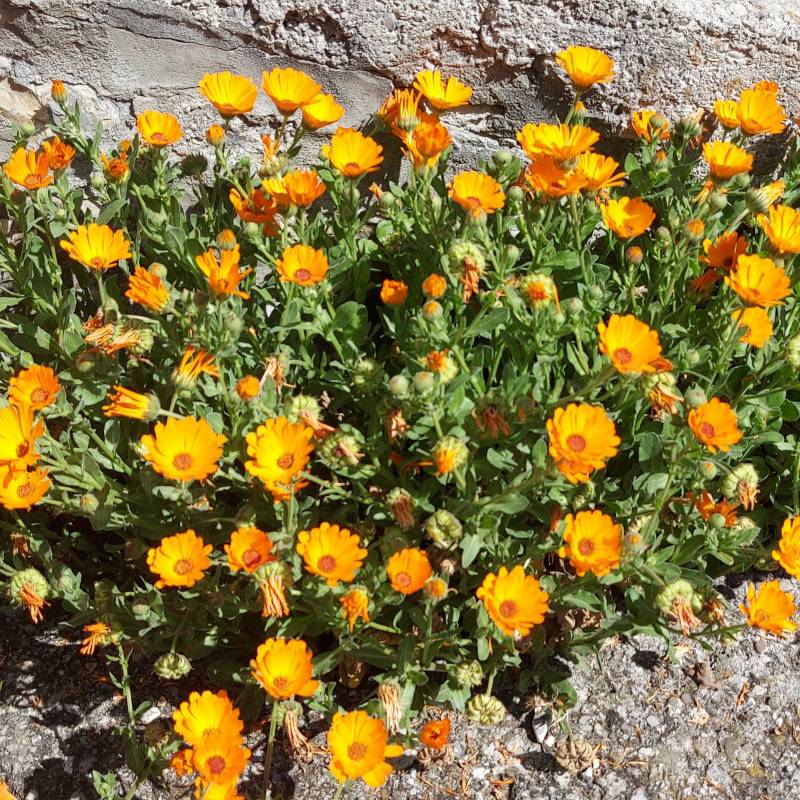 I fiori di aie di cosola