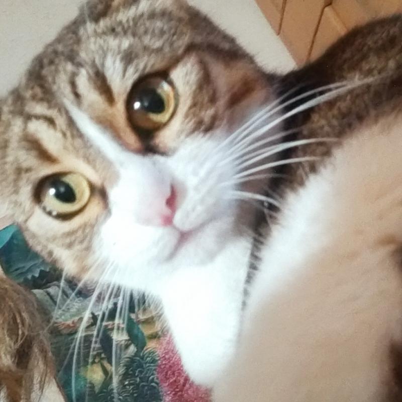 la mia gattina che si chiama stellina
