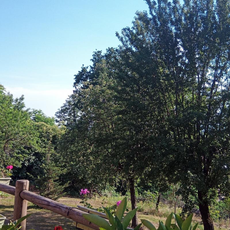 Fotosegnalazione di Sommariva del bosco