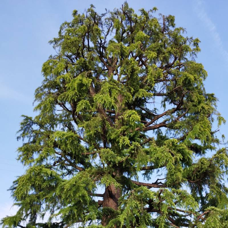 Fotosegnalazione di Fagnano olona