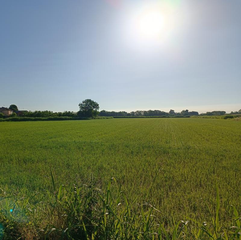 Fotosegnalazione di Gambarana