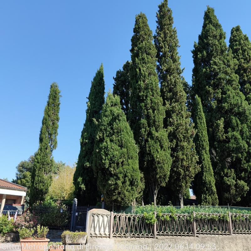 Fotosegnalazione di Vinci