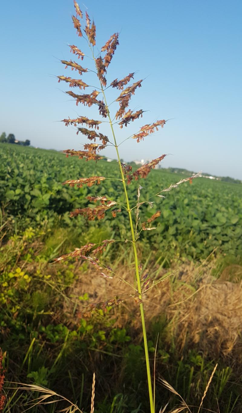 buongiorno di fine settimana
