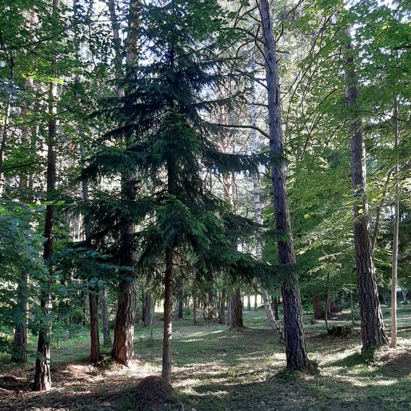 Fotosegnalazione di Aldino