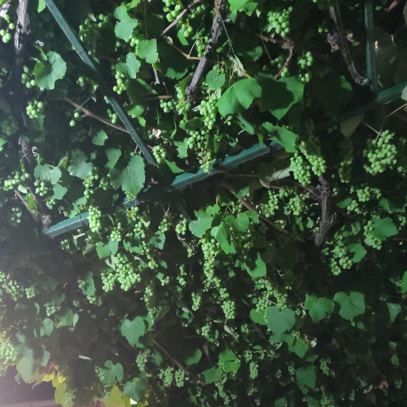 Pergola di uva villaggio miami beach