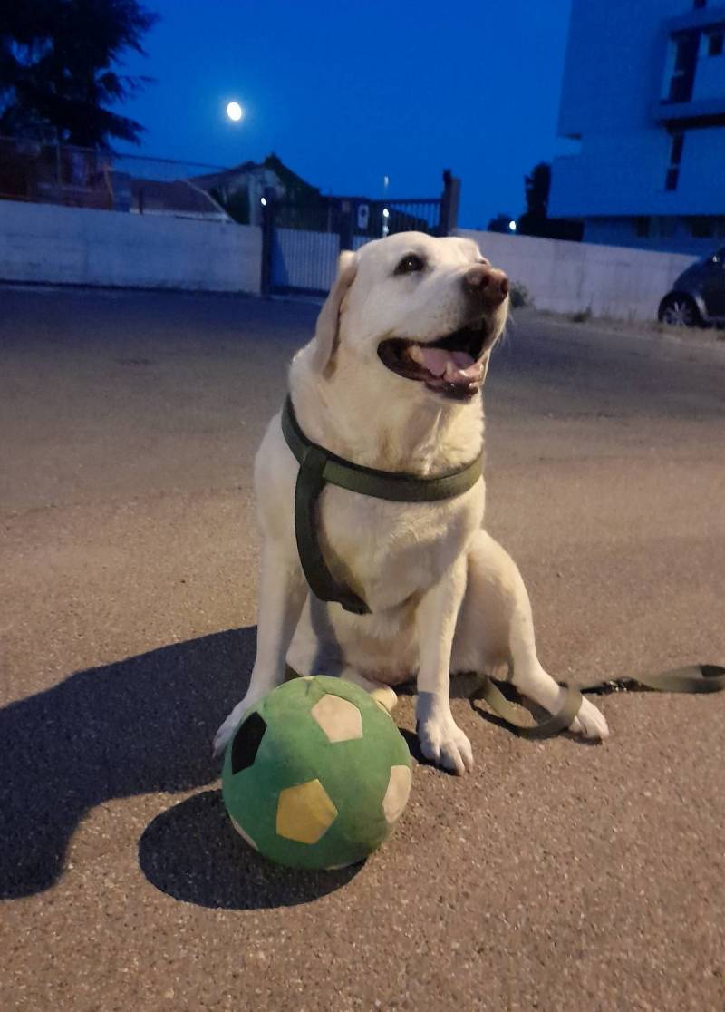 il cane con la palla e la luna sullo sfondo