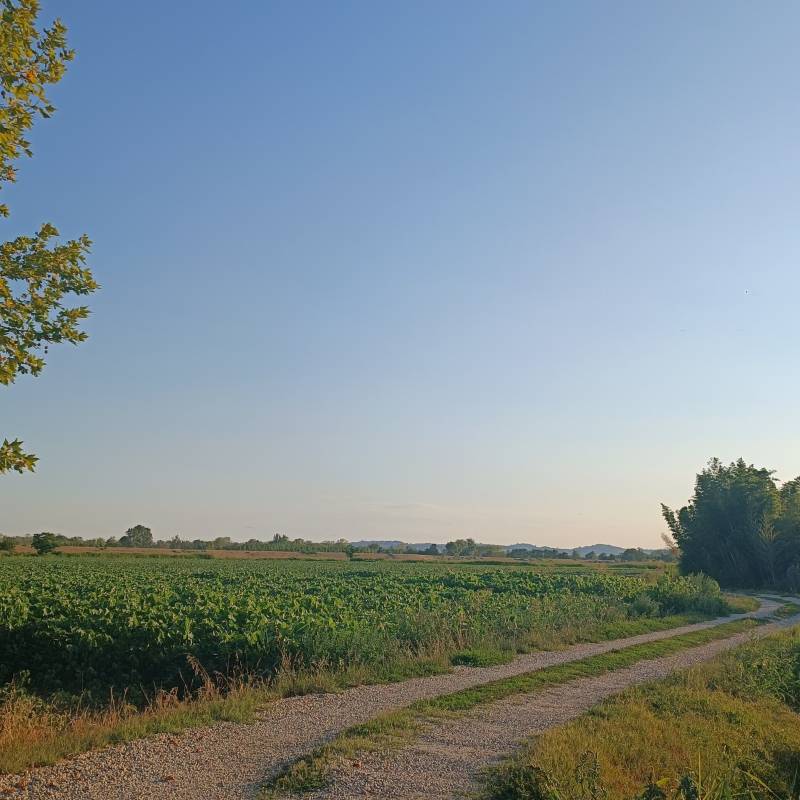 Fotosegnalazione di Gambarana