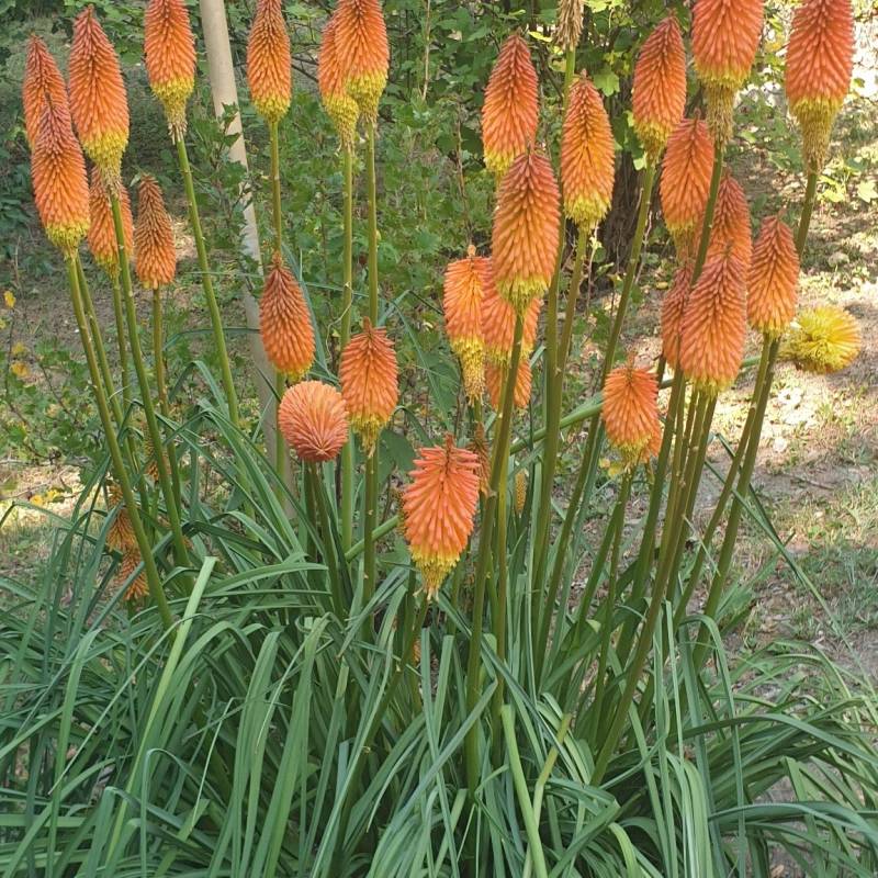 Fotosegnalazione di Villa di tirano