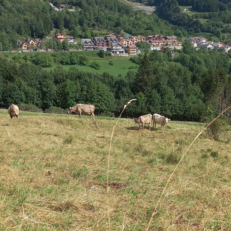 Fotosegnalazione di Lozio