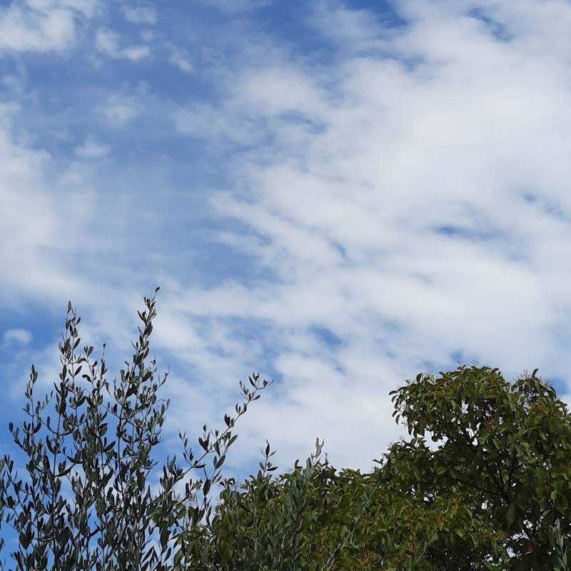 Fotosegnalazione di Calcinaia