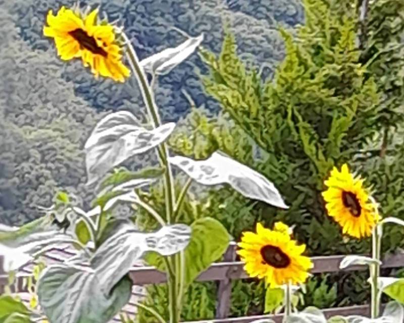 girasoli vernetto