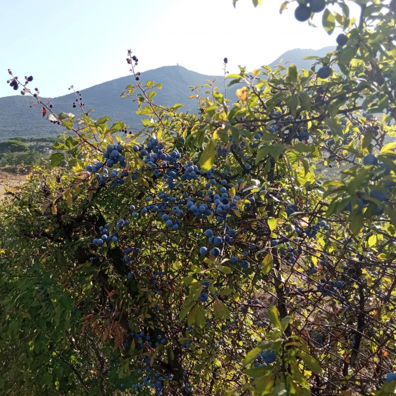 Fotosegnalazione di Palombara sabina