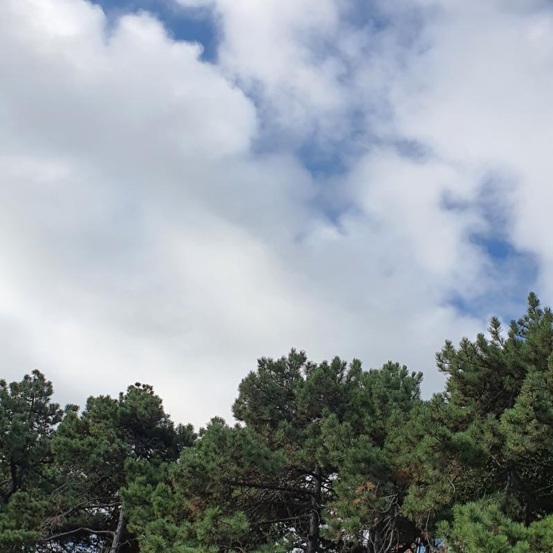 Fotosegnalazione di Lignano pineta
