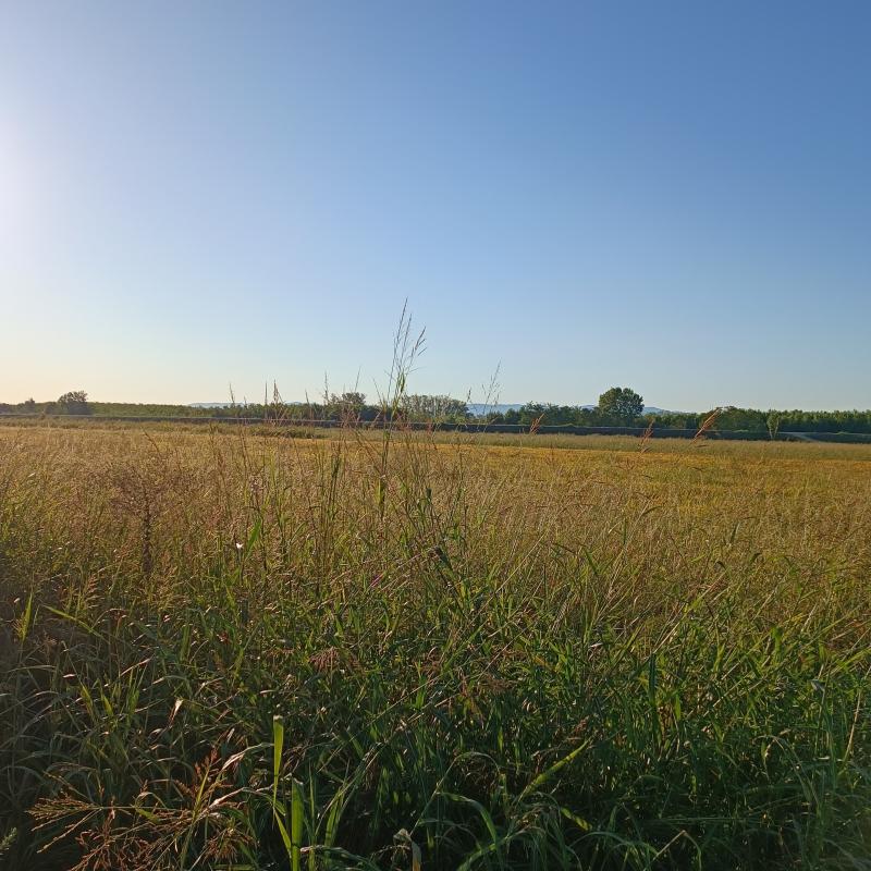 Fotosegnalazione di Gambarana