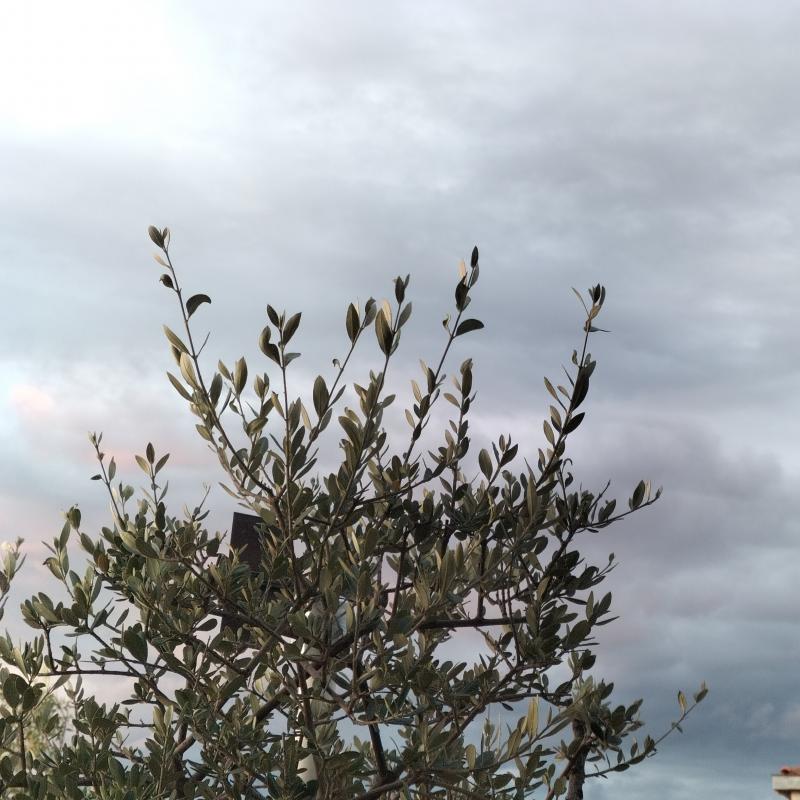 Fotosegnalazione di Vasto