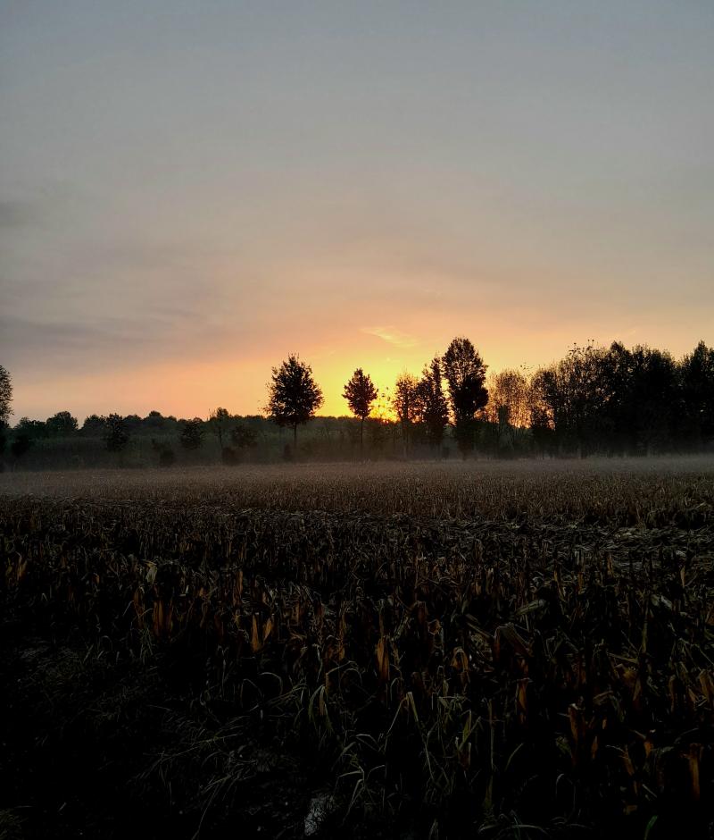 ...la prima nebbiolina...al mattino..