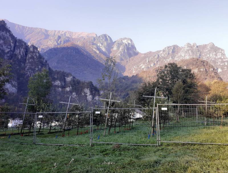 pizzo baciamorti e araalta