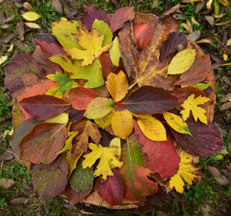 autunno sul montenetto a Poncarale