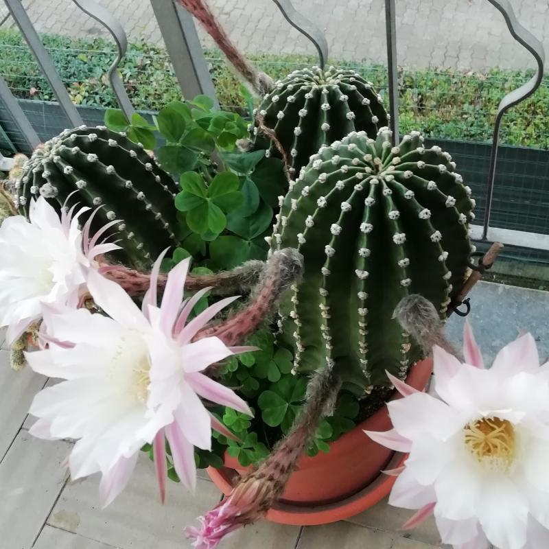 11 ottobre 2022 cactus fiorito autunno quando arrivi