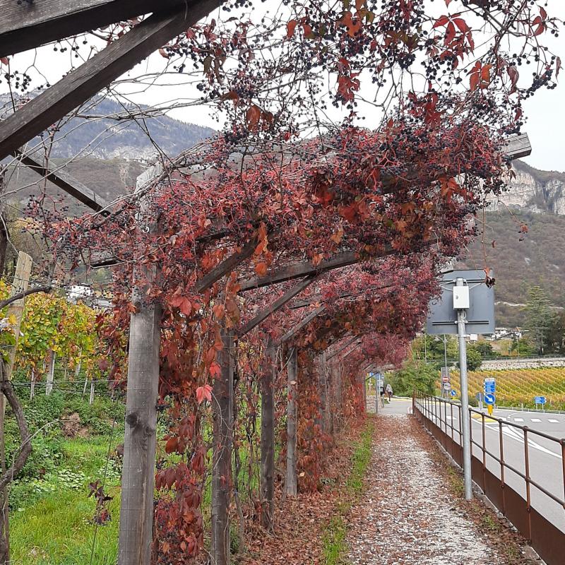 Fotosegnalazione di Magre' sulla strada del vino