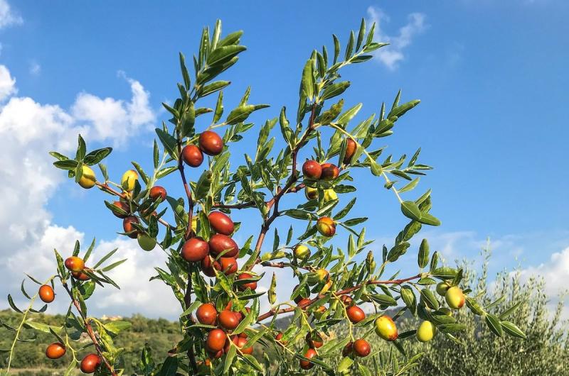 autunno soleggiato maturano le giuggiole