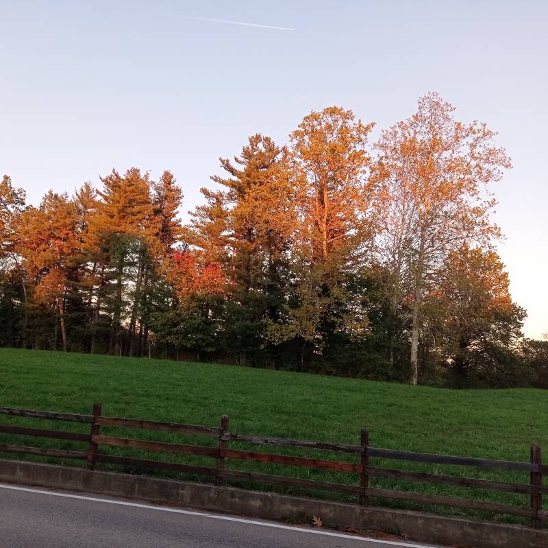 Fotosegnalazione di Carnago
