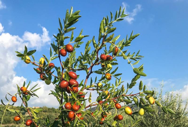 autunno soleggiato maturano le giuggiole