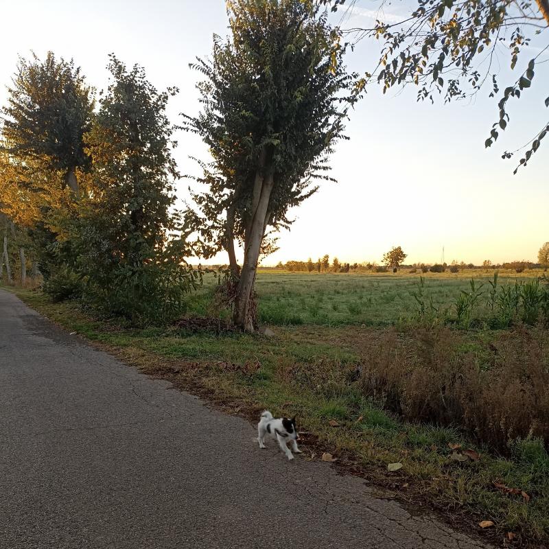 Fotosegnalazione di Travagliato