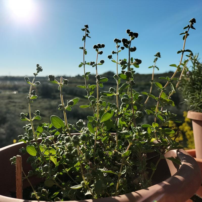 Fotosegnalazione di Vasto