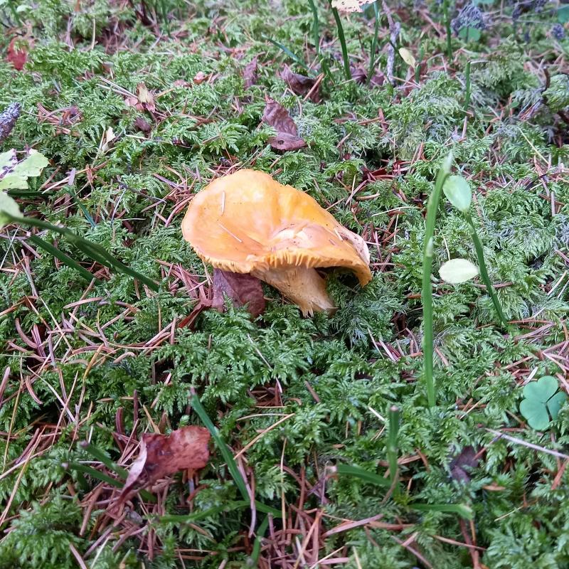 Nel regno dei funghi di Valfloriana