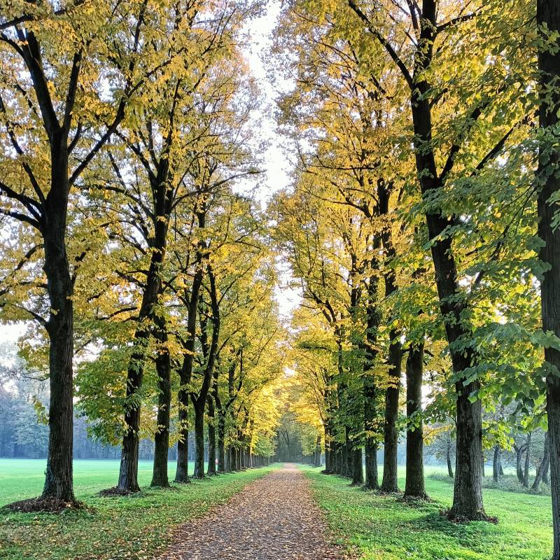 foliage nel parco di monza