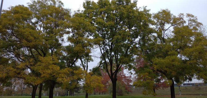 navile d'autunno