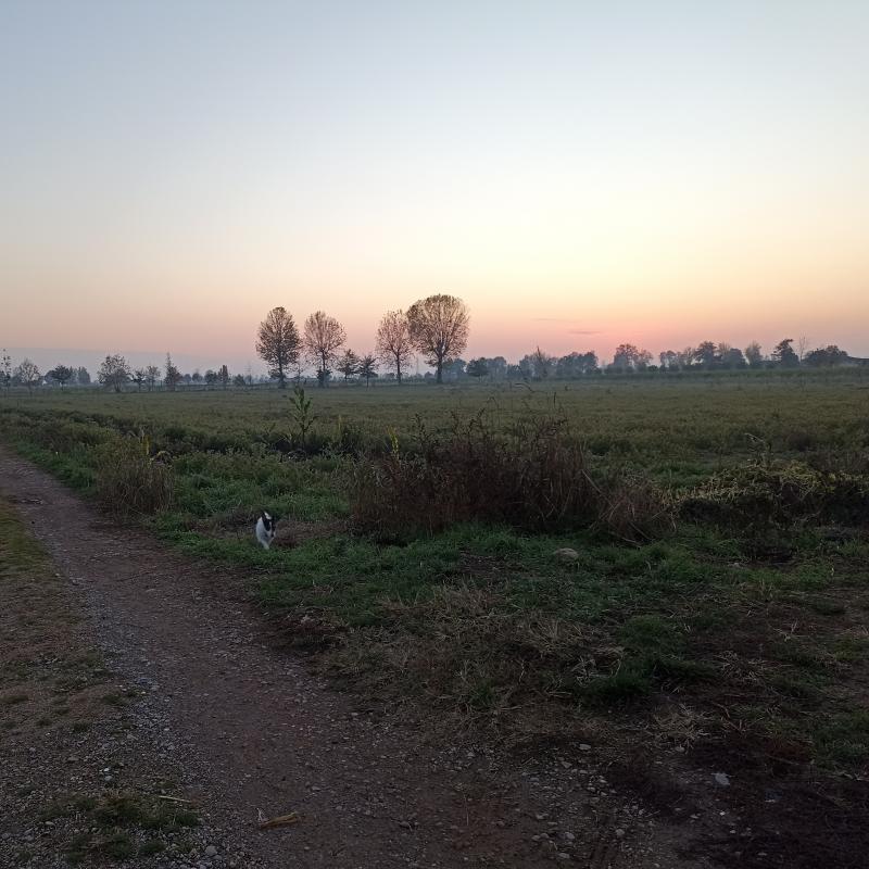 Fotosegnalazione di Travagliato